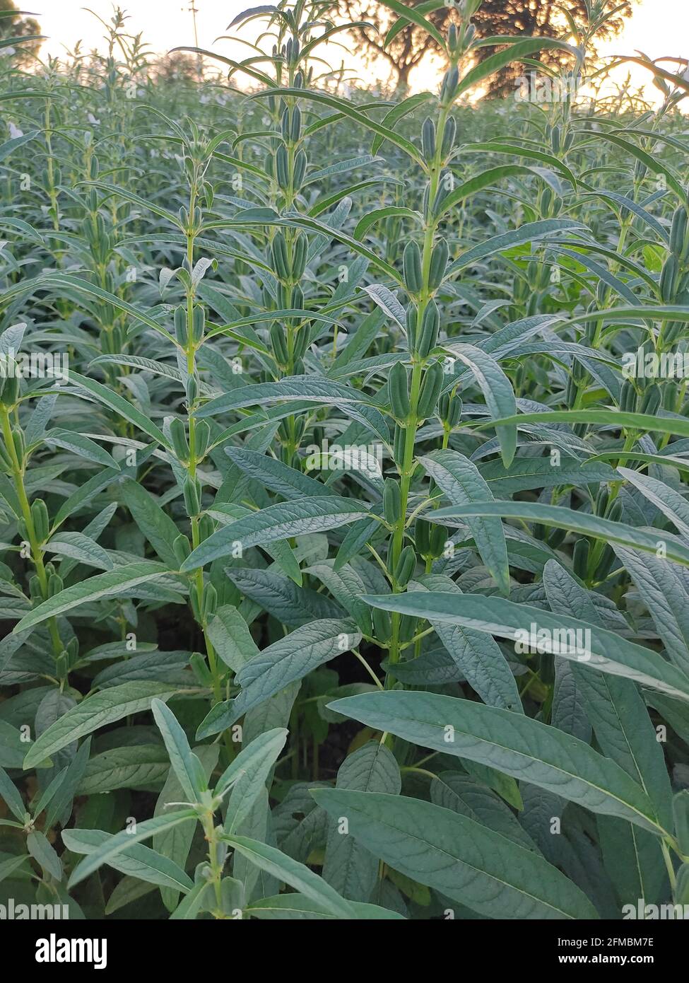 Sesame seed field in rural Stock Photo Alamy