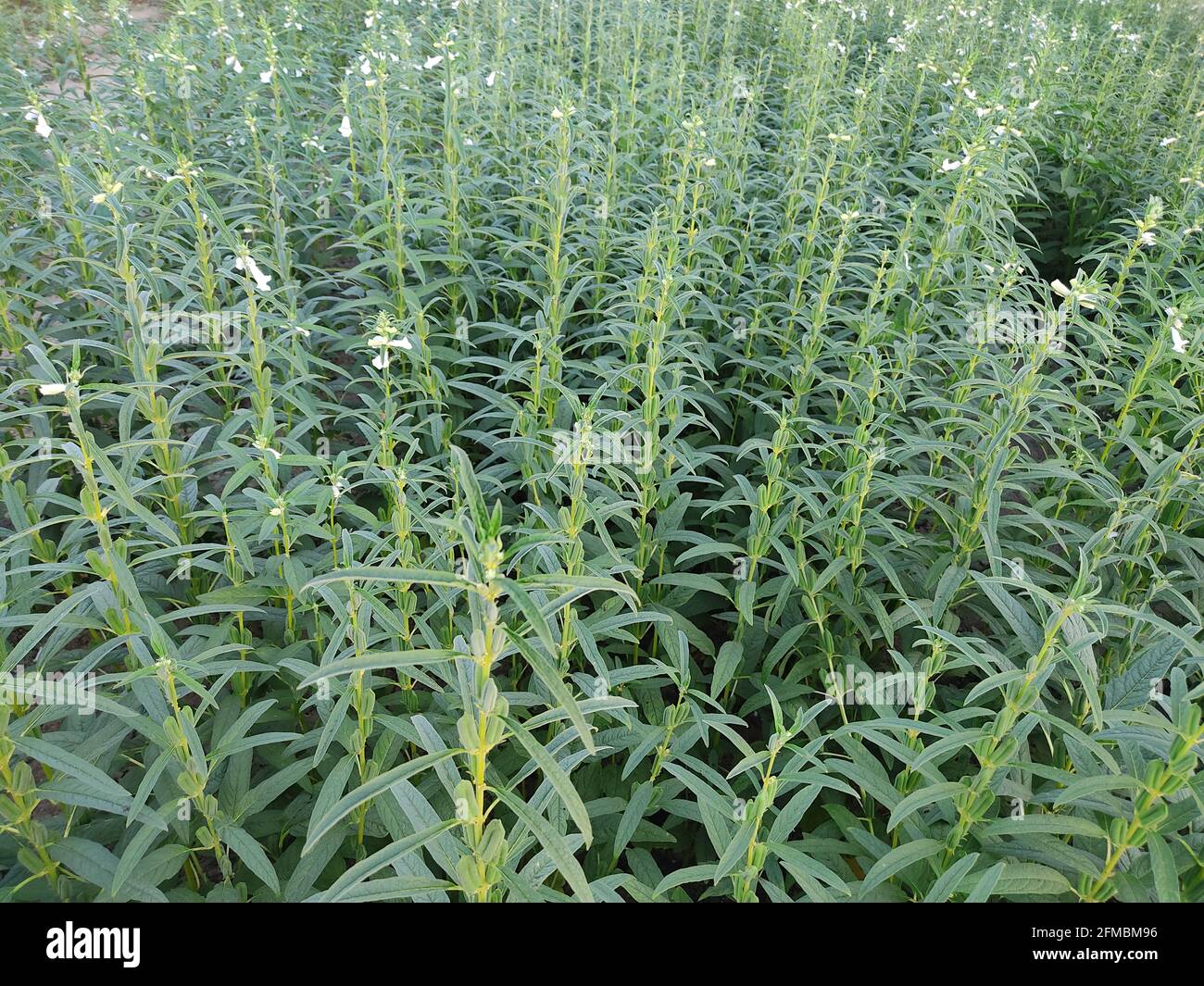 Sesame seed flower on tree in the field, Sesame a tall annual herbaceous plant of tropical and