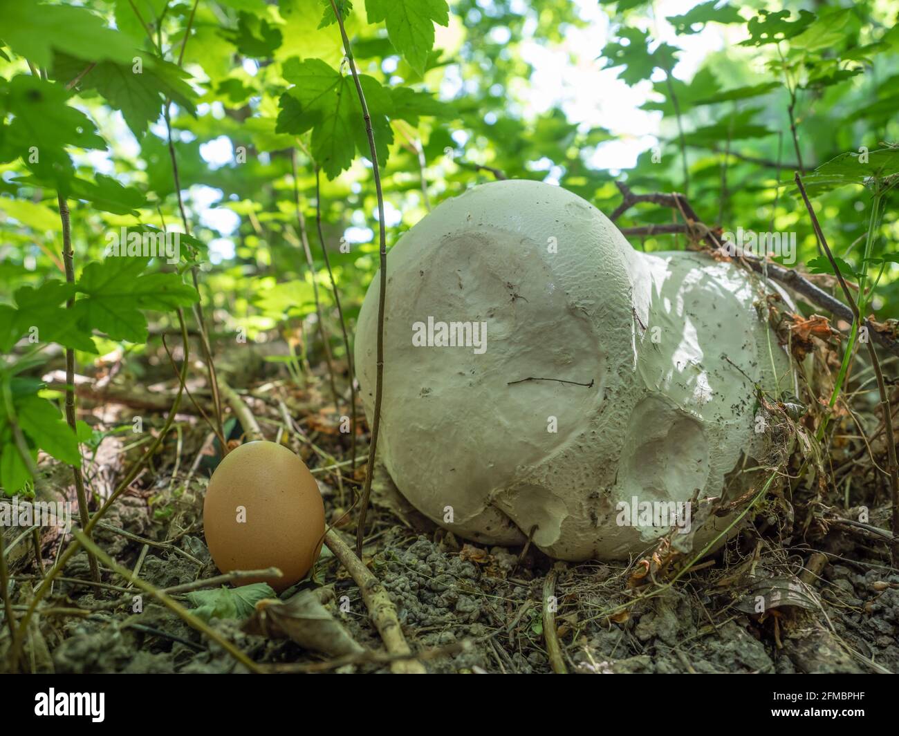 Giant bovist and an egg for size comparison, North Rhine-Westphalia, Germany Stock Photo