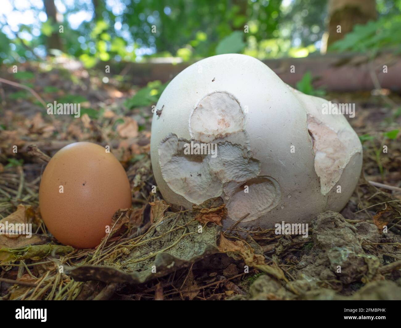 Giant bovist and an egg for size comparison, North Rhine-Westphalia, Germany Stock Photo