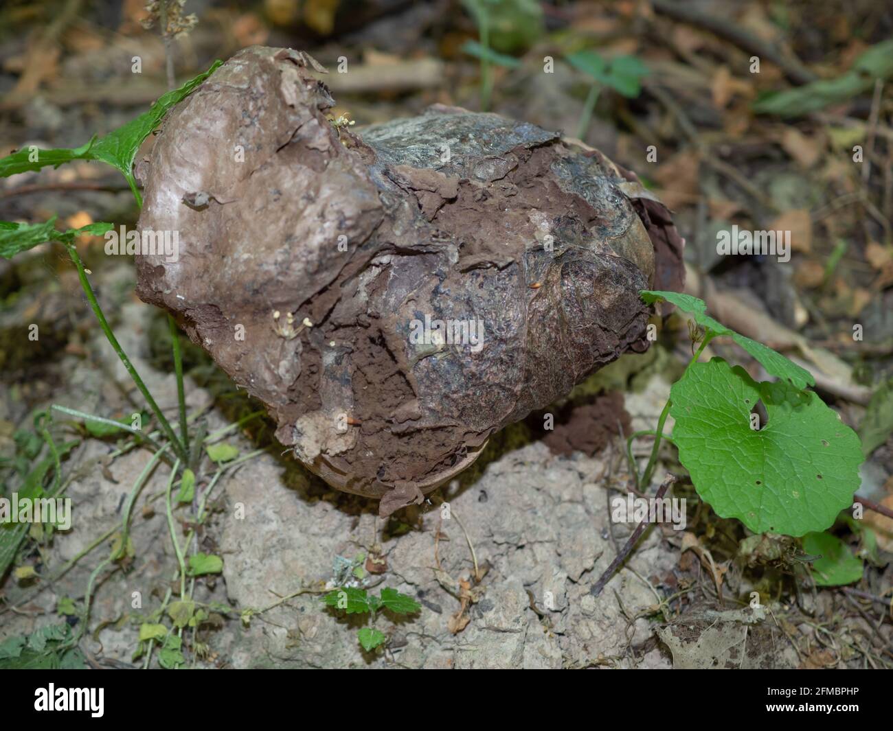Rotten giant bovist on the forest floor, North Rhine-Westphalia, Germany Stock Photo