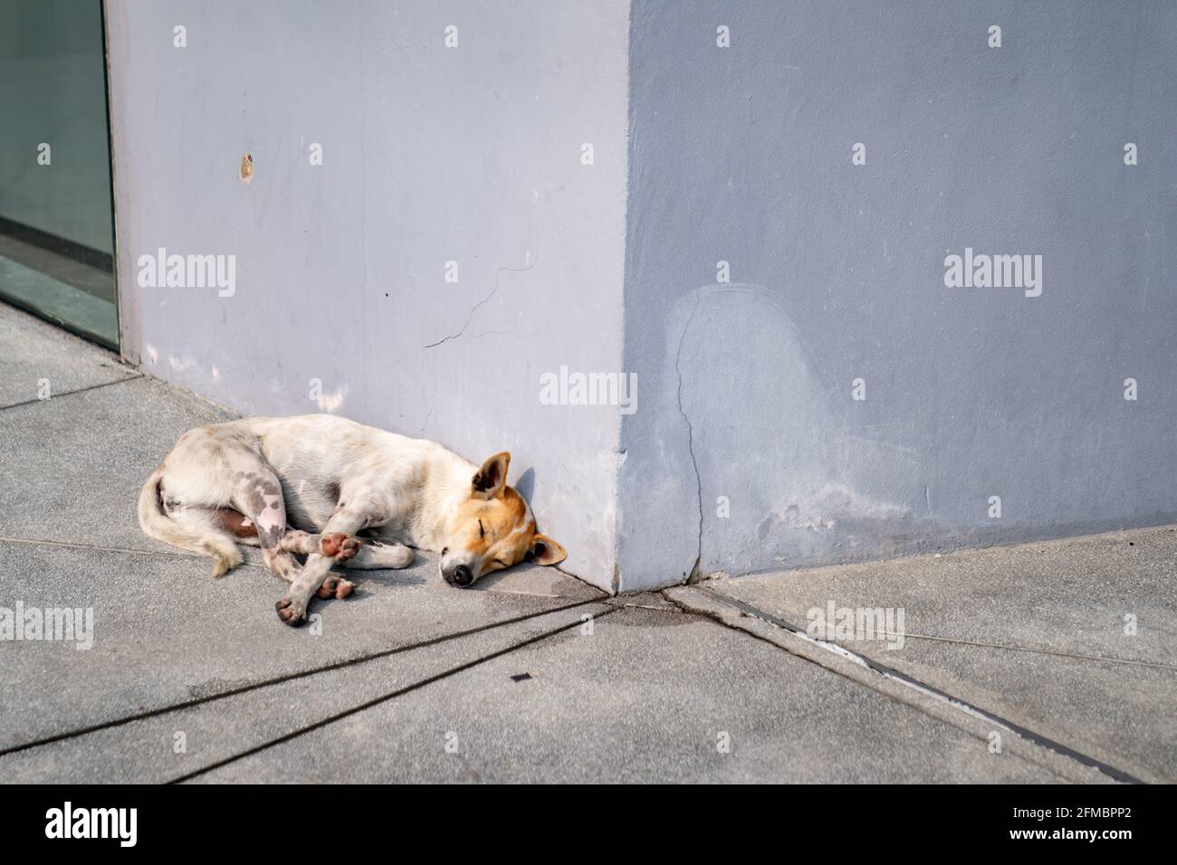 Why Do Dogs Like To Sleep In Corners