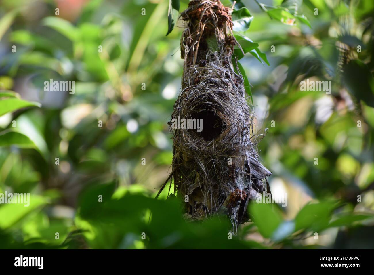 The nest of sparrow. Stock Photo