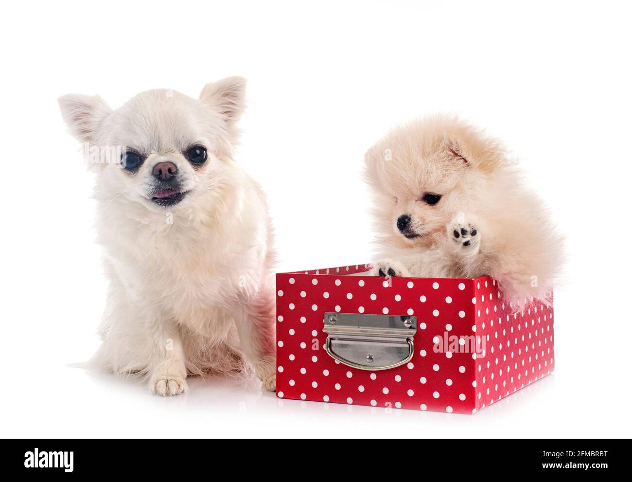 young pomeranian and chihuahua in front of white background Stock Photo