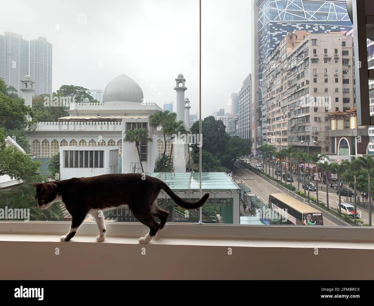 Funny Thin Black Cat Walk Around Stock Photo Alamy