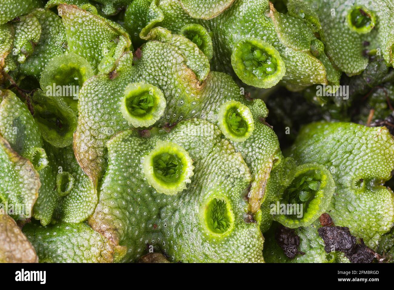 Marchantia Gemmae Cup