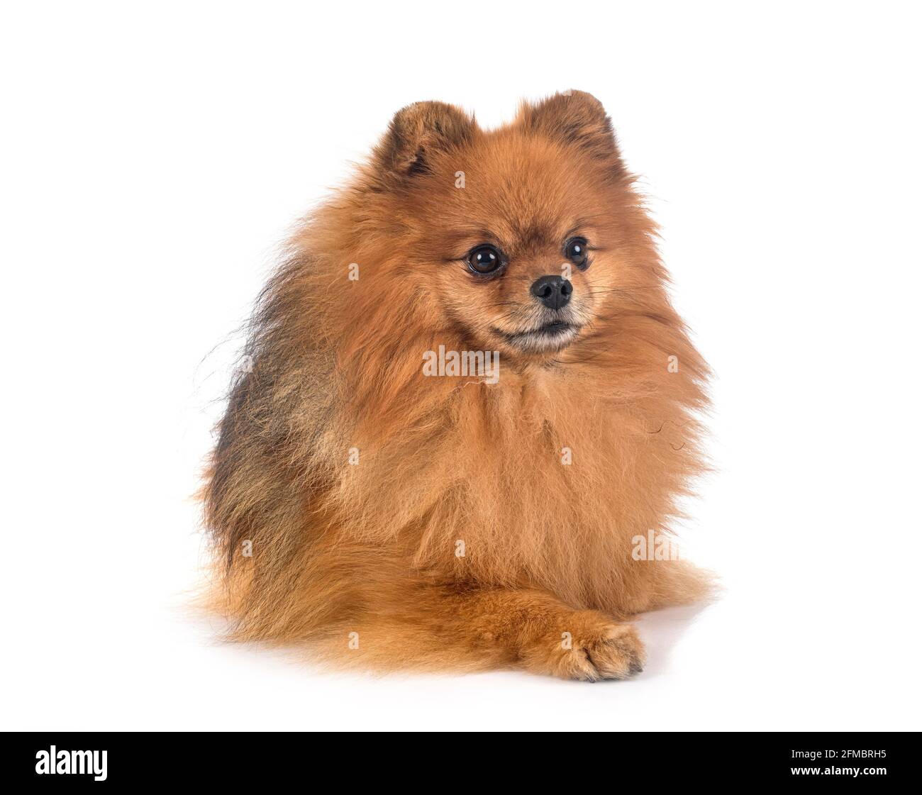 young pomeranian in front of white background Stock Photo