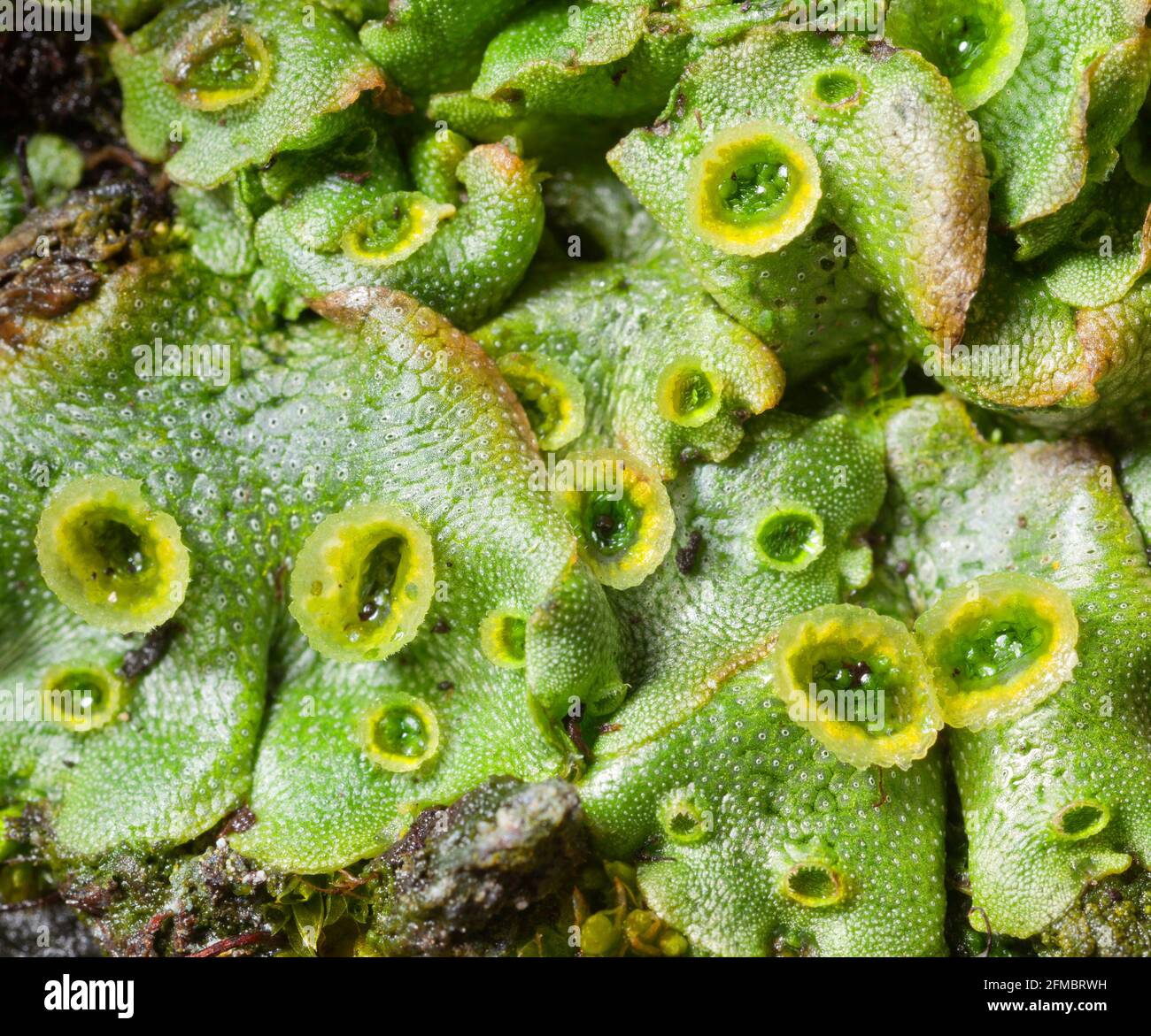 Gemmae cups hi-res stock photography and images - Alamy