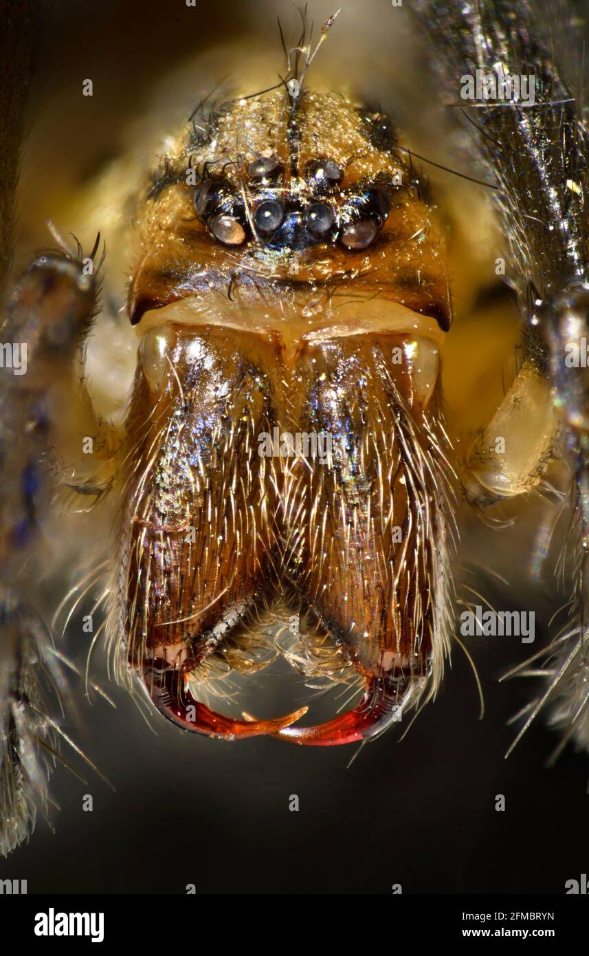 Spider portrait showing fangs, mouthparts, Eratigena sp. Stock Photo