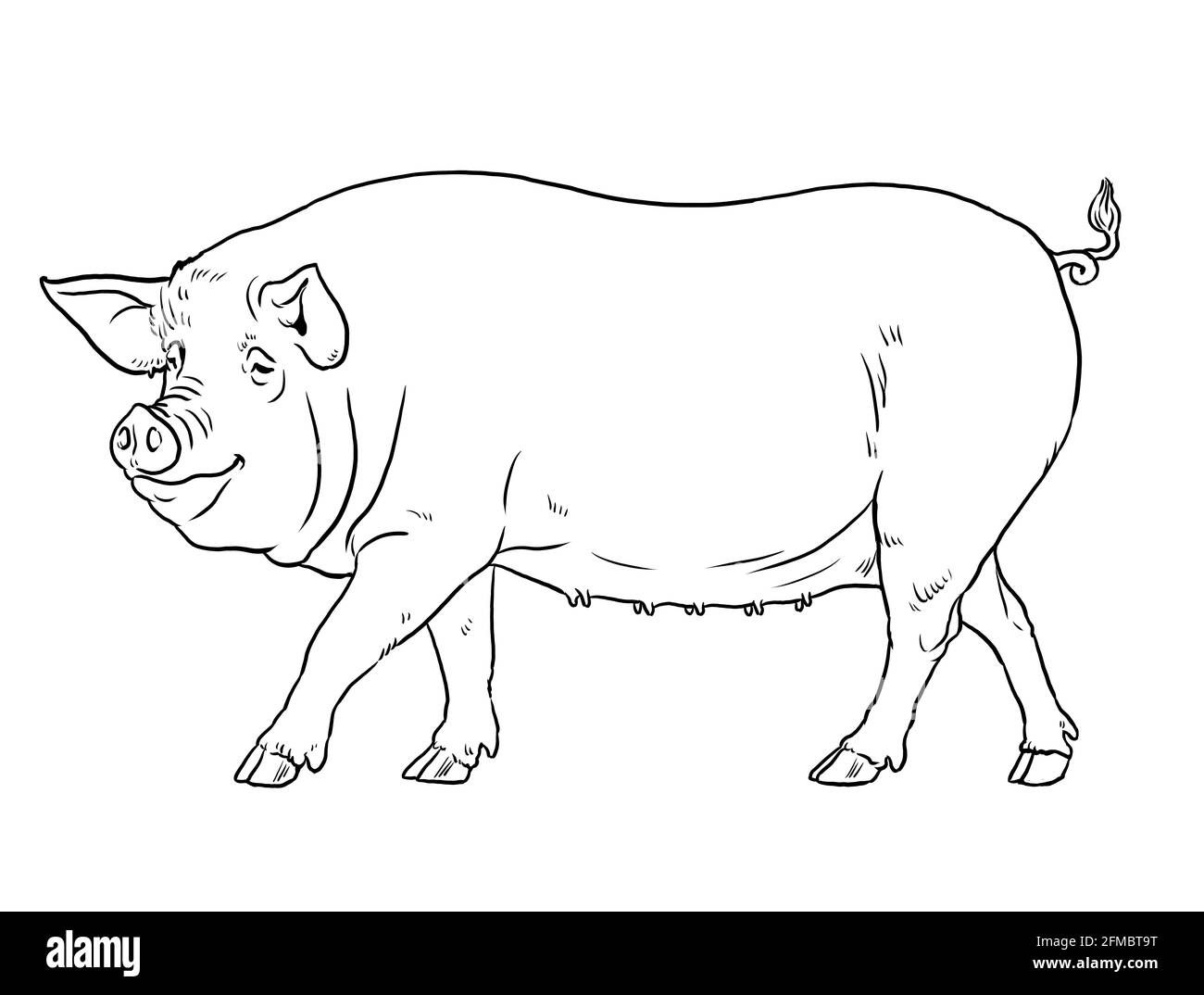 Coloring page with the animals. Pig for coloring. Digital drawing. Stock Photo