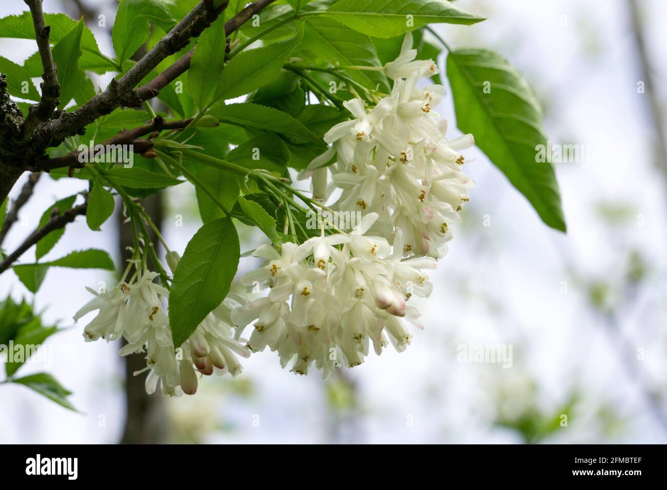 Georgian plant jonjoli used as pickled food in Georgian cuisine. Fresh plant  jonjoli blooming on tree in spring. High quality photo Stock Photo - Alamy
