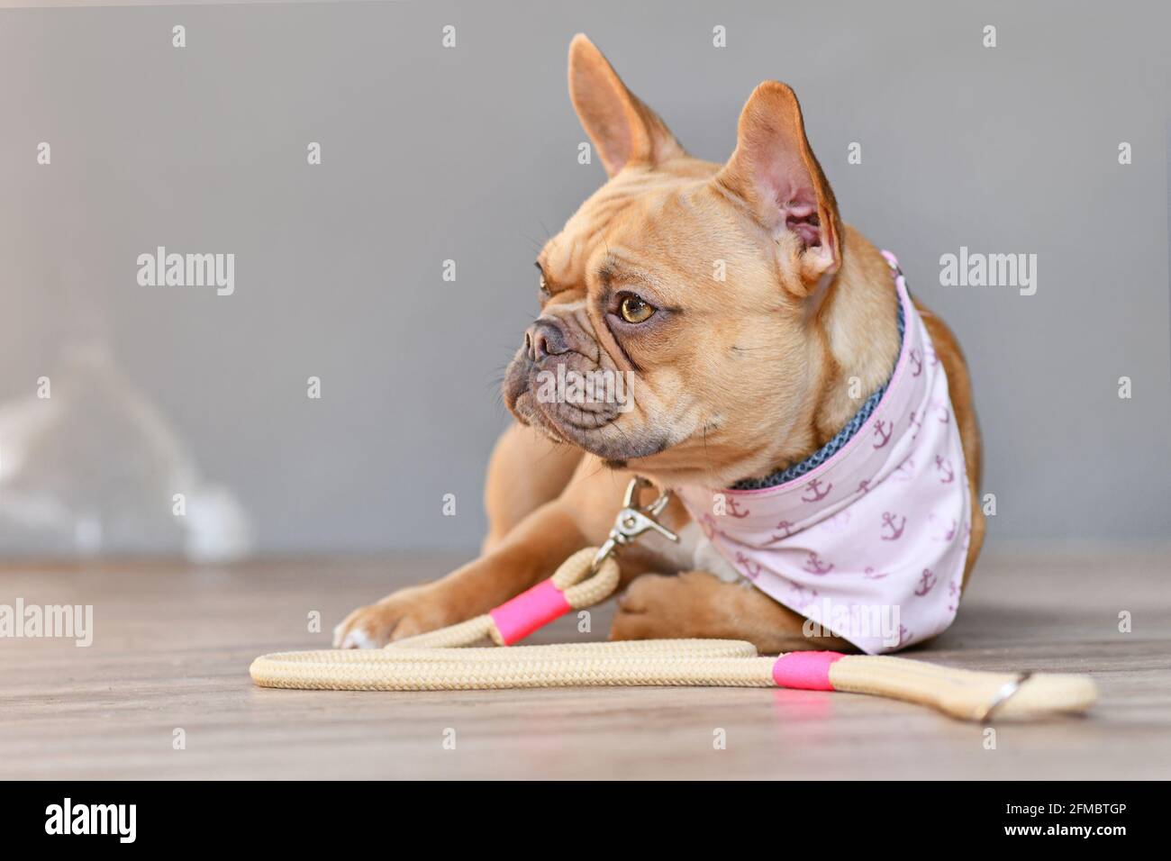 Red French Bulldog dog with homemade neckerchief collar and rope leash lying down Stock Photo