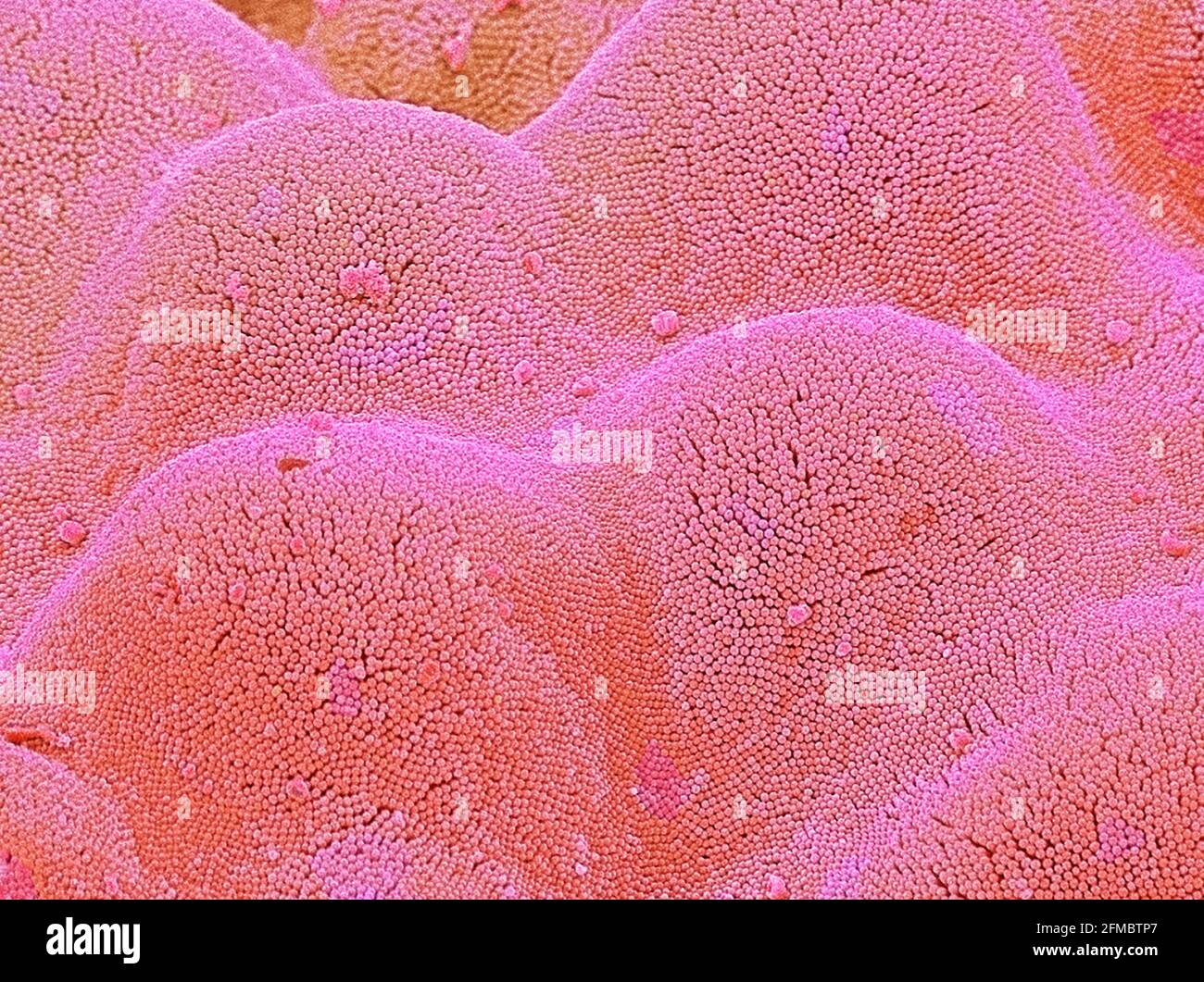 Intestinal microvilli, SEM Stock Photo