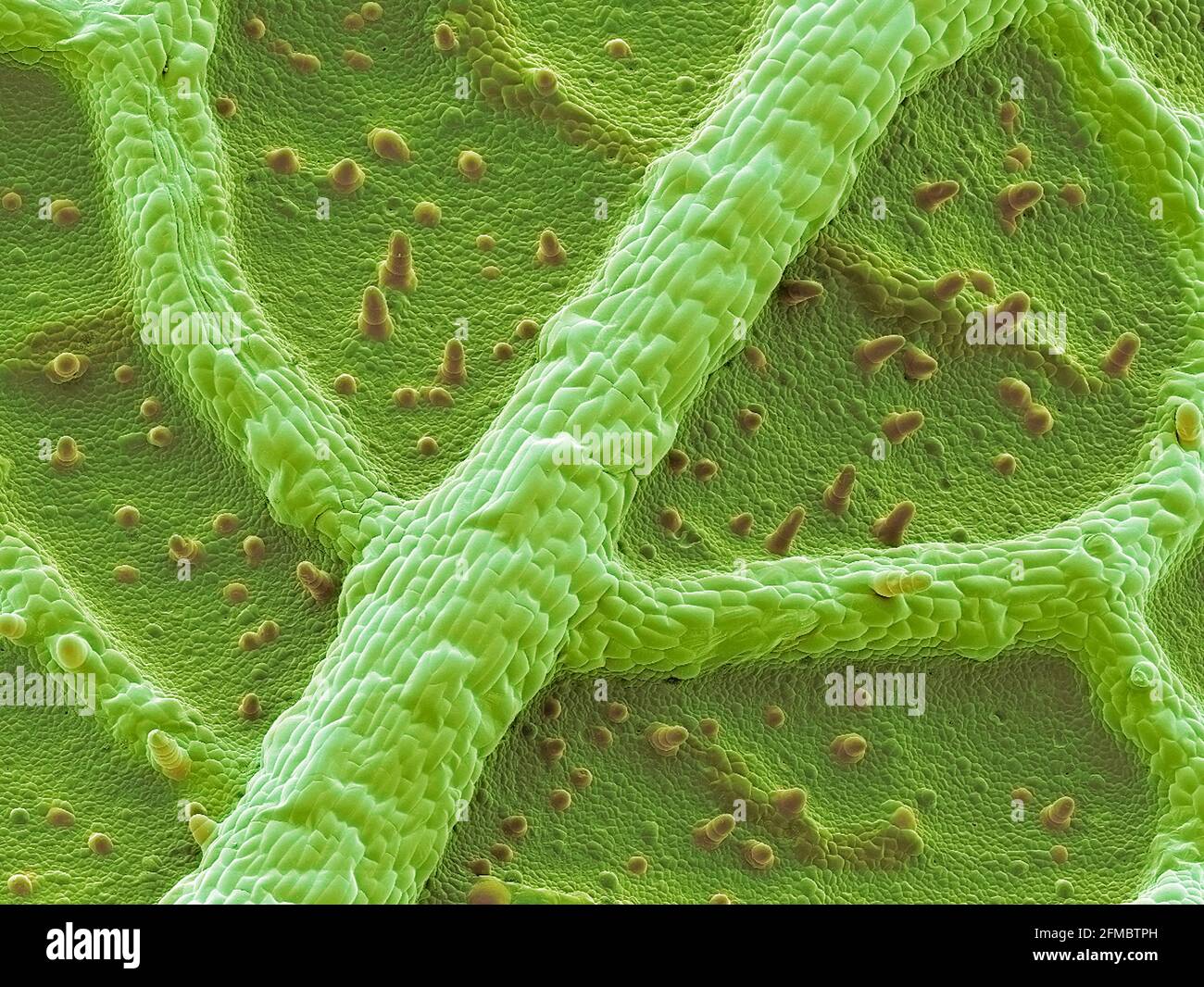 Nasturtium leaf, SEM Stock Photo