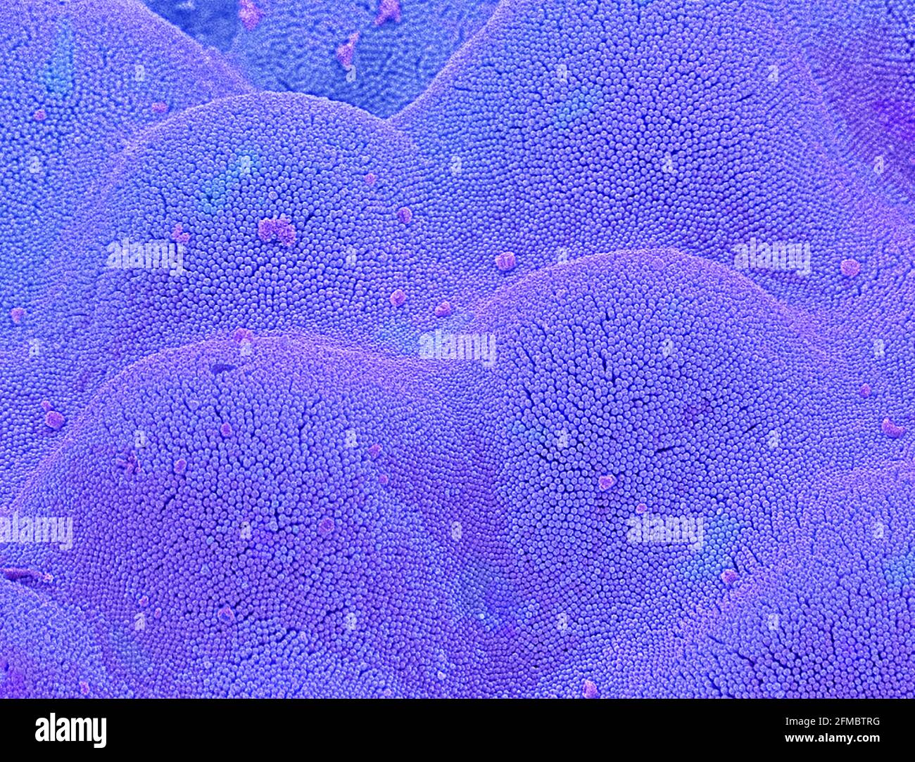 Intestinal microvilli, SEM Stock Photo