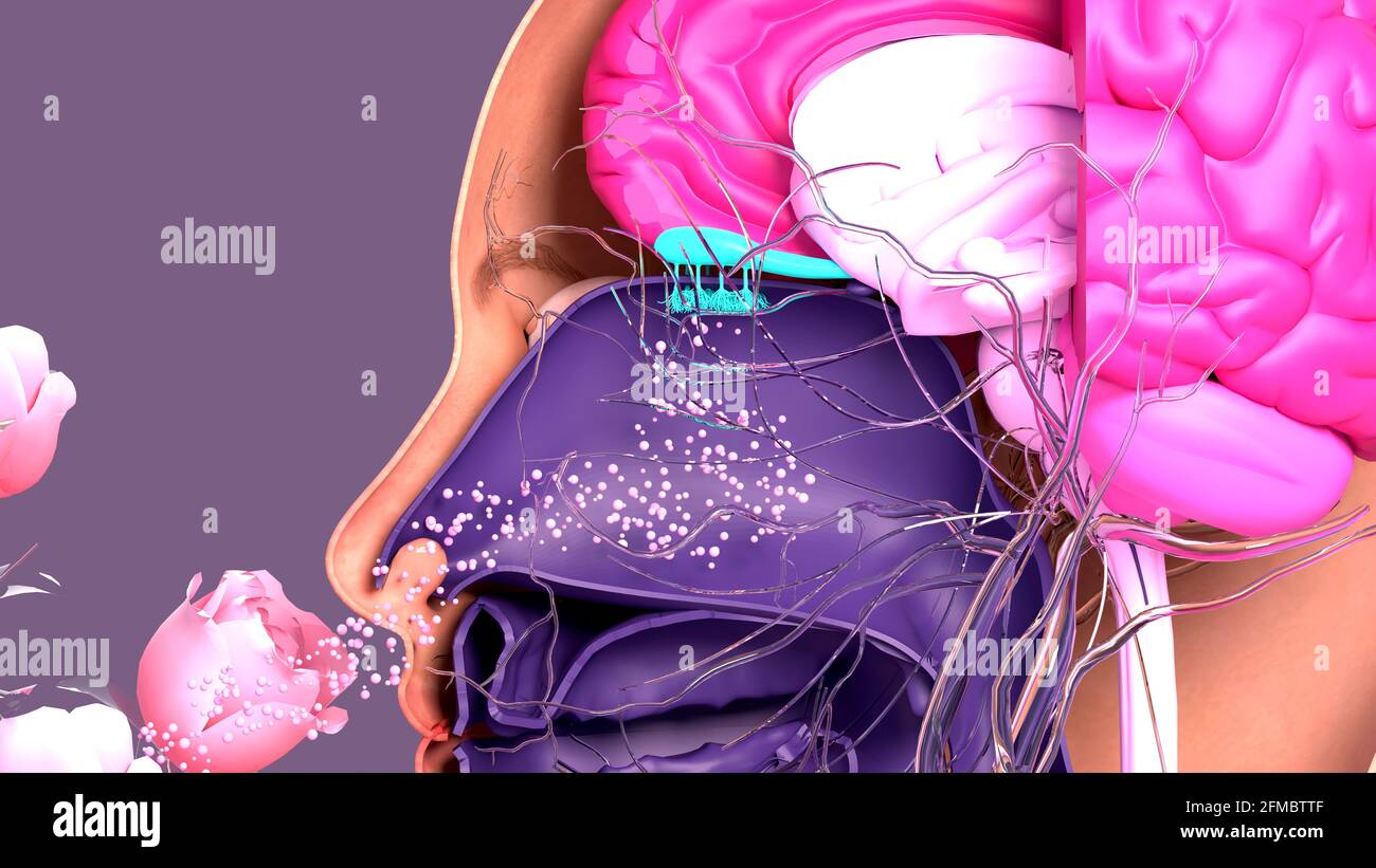 Accessory olfactory system hi-res stock photography and images - Alamy