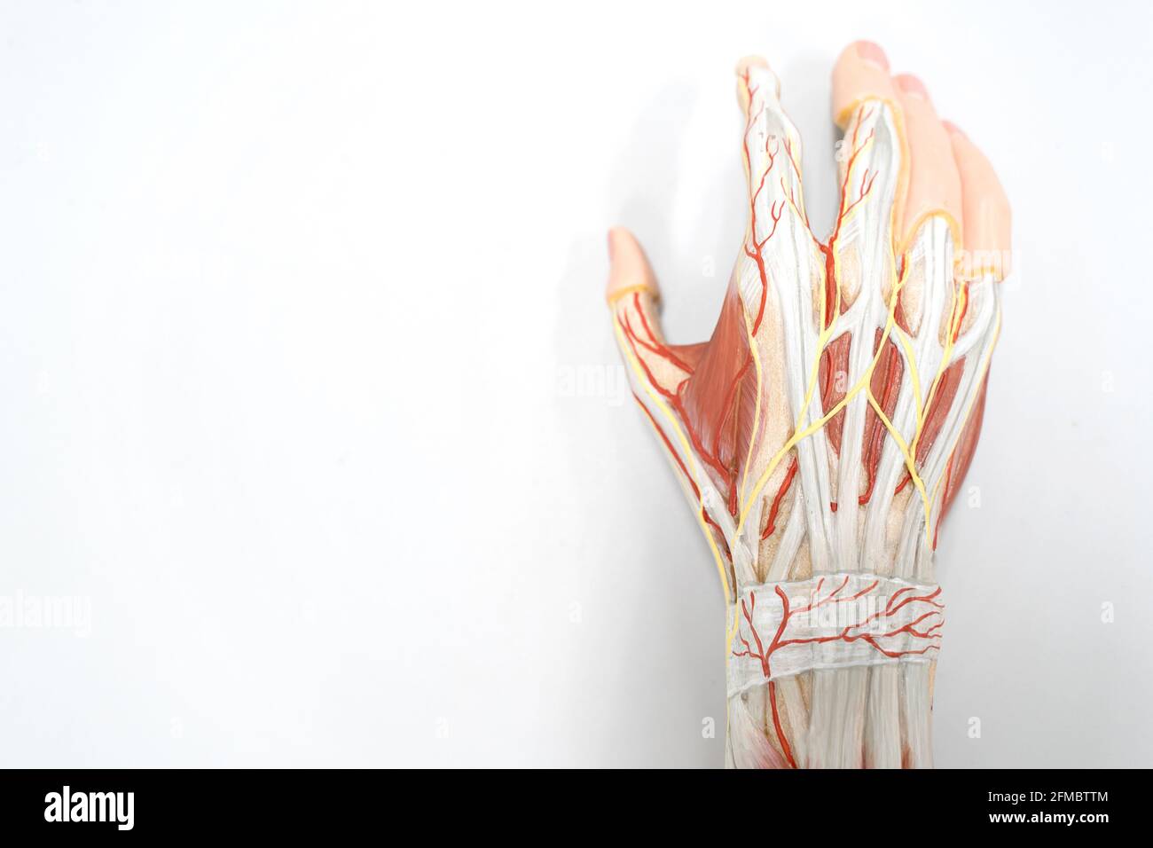 Human musculature anatomy model Stock Photo - Alamy