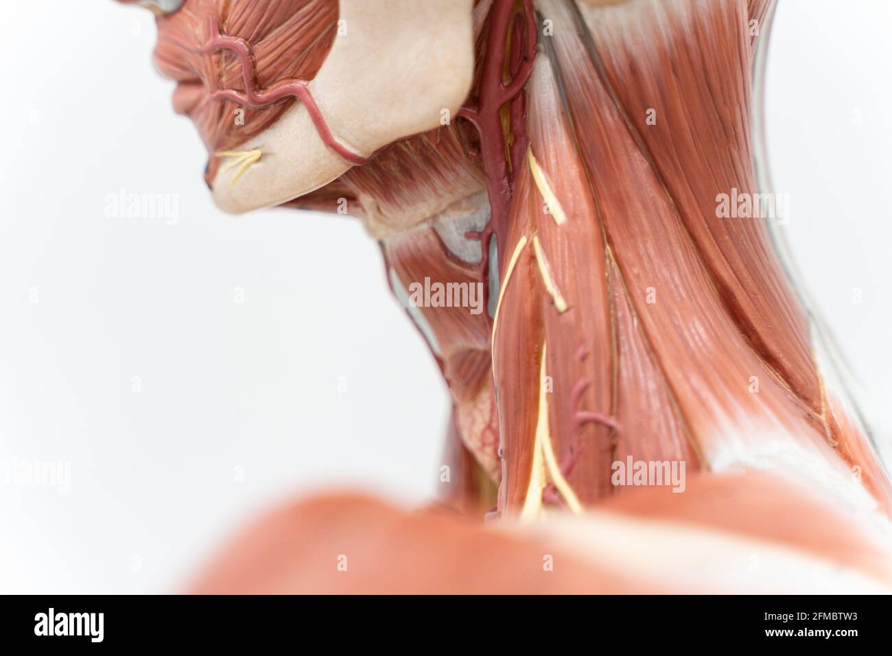 Human musculature anatomy model Stock Photo