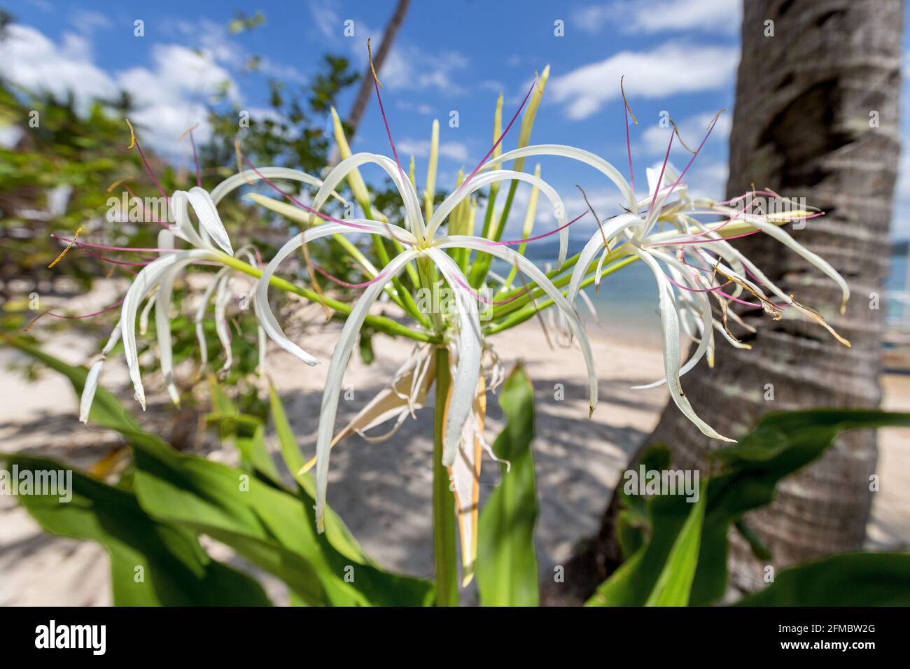 Poison Bulb Crinum Asiaticum Aka Giant Crinum Lily Grand Crinum Lily