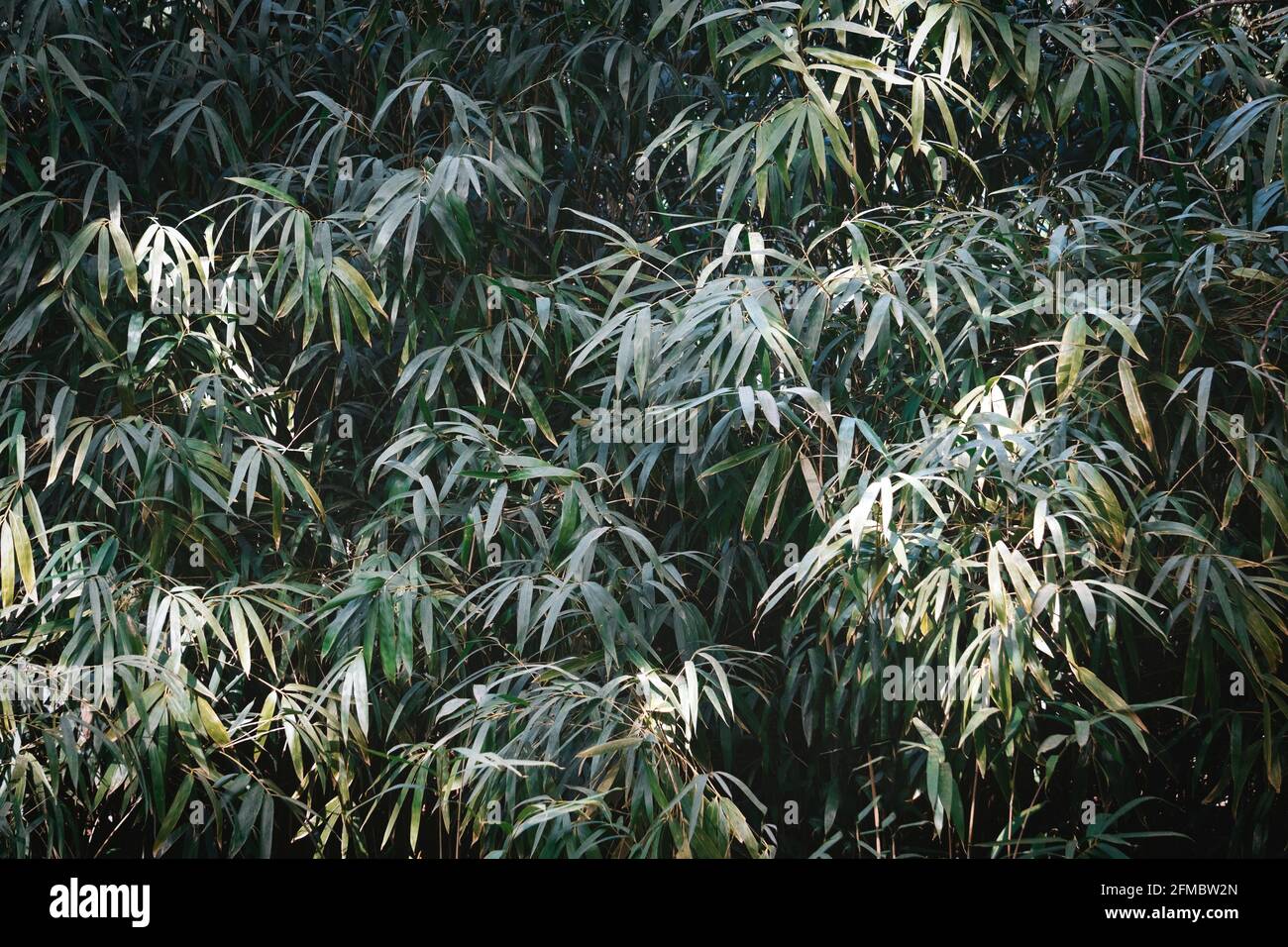 Bamboo Forest Background Green Bushes And Thickets Of Bamboo With