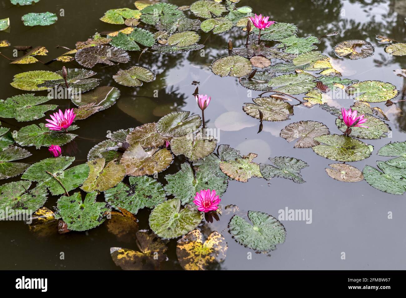 Pond, first courtyard, with water lillies,  Confucian Temple, Văn Miếu, aka Temple of Literature, Hanoi, Vietnam Stock Photo