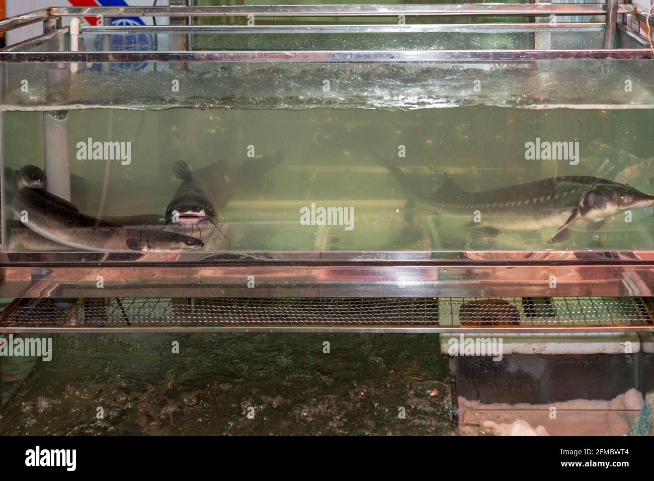 Catfish, fresh fish market, Hanoi, Vietnam Stock Photo Alamy