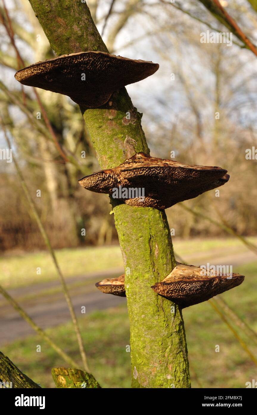 Pilz Schwamm High Resolution Stock Photography and Images - Alamy