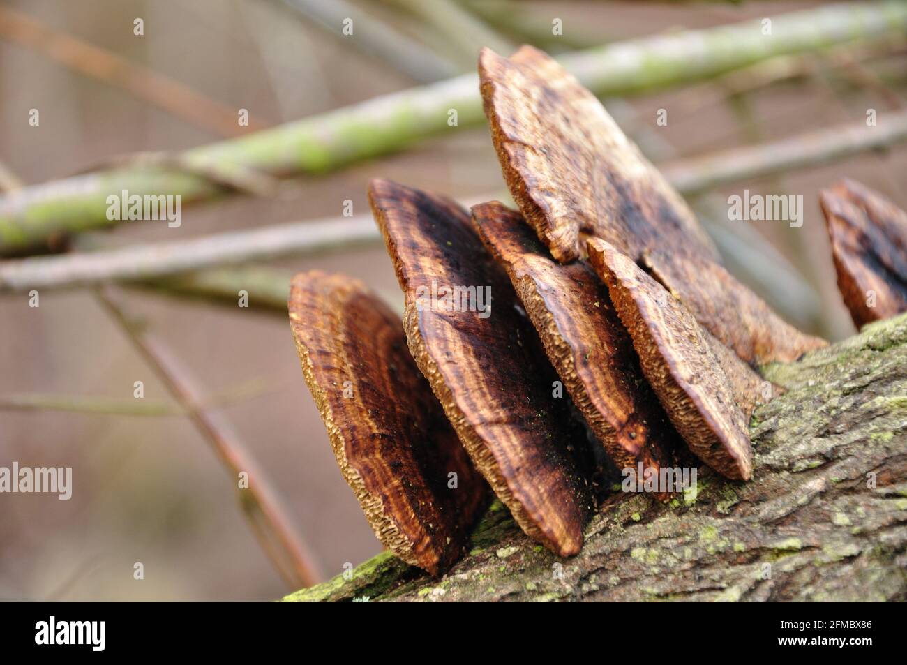 Schwammartige braune Baumpilze an liegendem totem Ast. Stock Photo