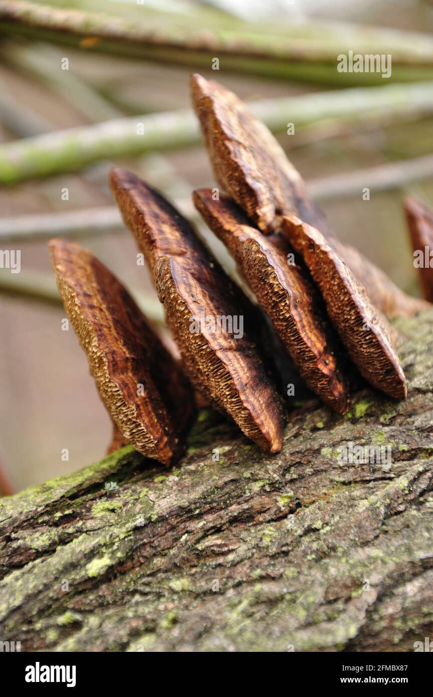 Schwammartige braune Baumpilze an liegendem totem Ast. Stock Photo
