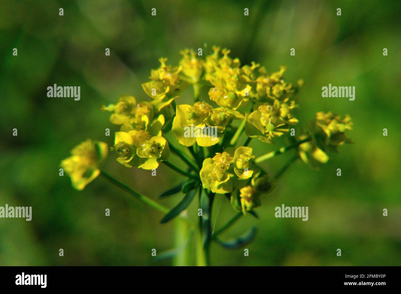 Zypressen-Wolfsmilch (Euphorbia cyparissias) auf einer Wiese im Naturschutzgebiet Hullerbusch (Feldberger Seenlandschaft) Stock Photo