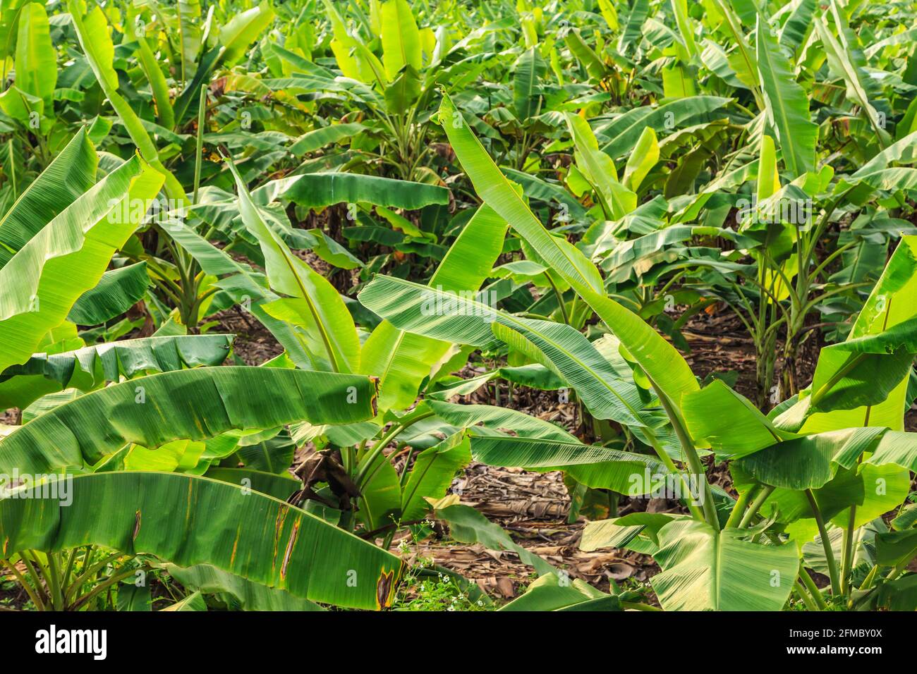 Banana trees and banana plantations Stock Photo Alamy