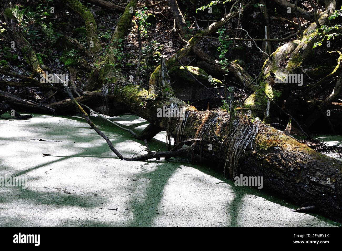 Baumstamm in einem Teich im Naturschutzgebiet Hullerbusch nahe Carwitz