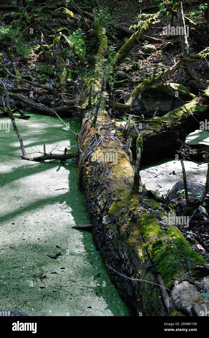 Baumstamm in einem Teich im Naturschutzgebiet Hullerbusch nahe Carwitz