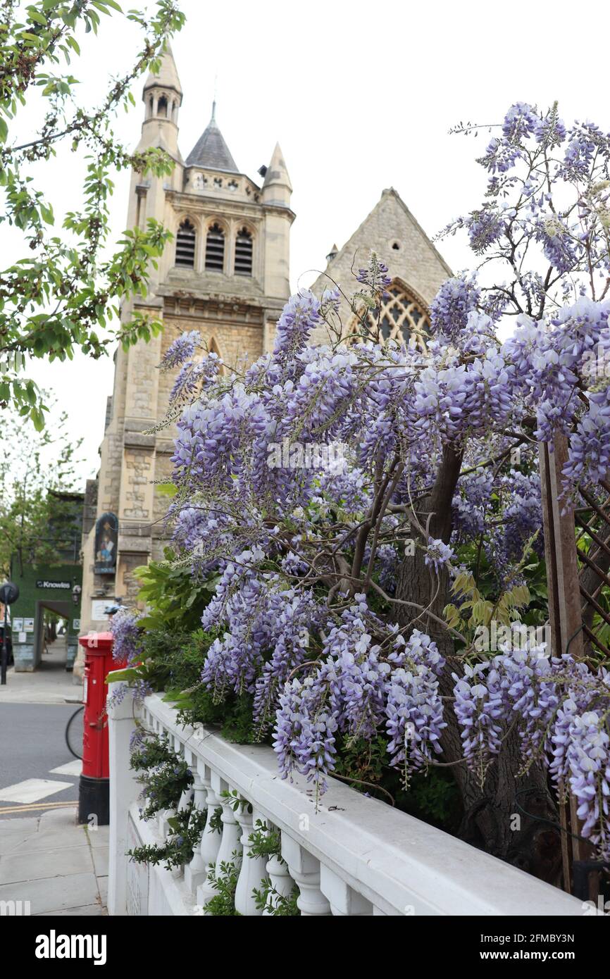 Wisteria by a church in Kensington Stock Photo