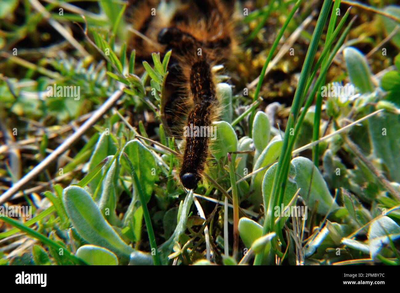 Wolfsmilch-Ringelspinner (Malacosoma castrensis) auf einer Schfweide im Naturschutzgebiet Hullerbusch (Feldberger Seenlandschaft) bei Carwitz. Stock Photo