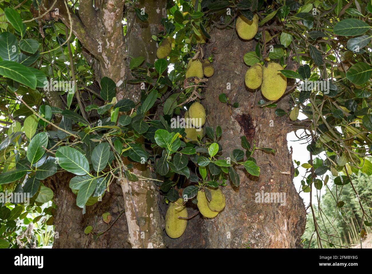 What Is The Largest Tree Borne Fruit : Largest Tree Borne Fruit High Res Stock Images Shutterstock / Examples of fruit trees include the typical apple, citrus and pear trees and other hardy varieties to consider.