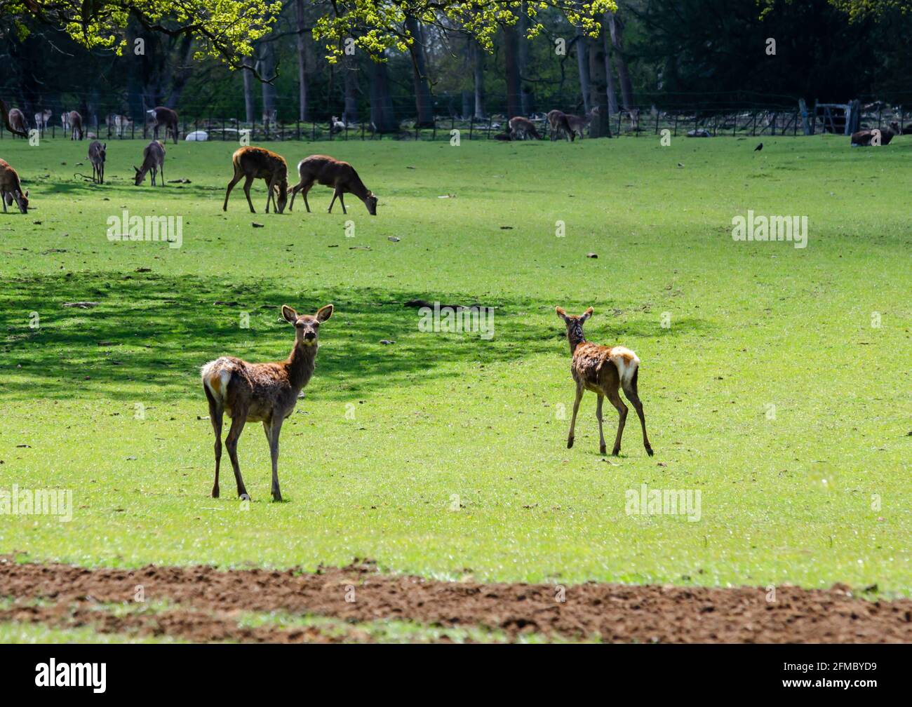 Heard of deer at Woburn Abbey Park in Bedfordshire, England, UK Stock Photo