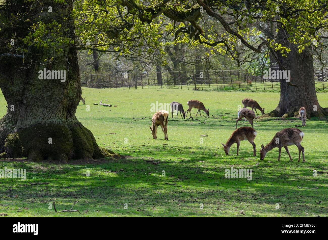 Heard of deer at Woburn Abbey Park in Bedfordshire, England, UK Stock Photo