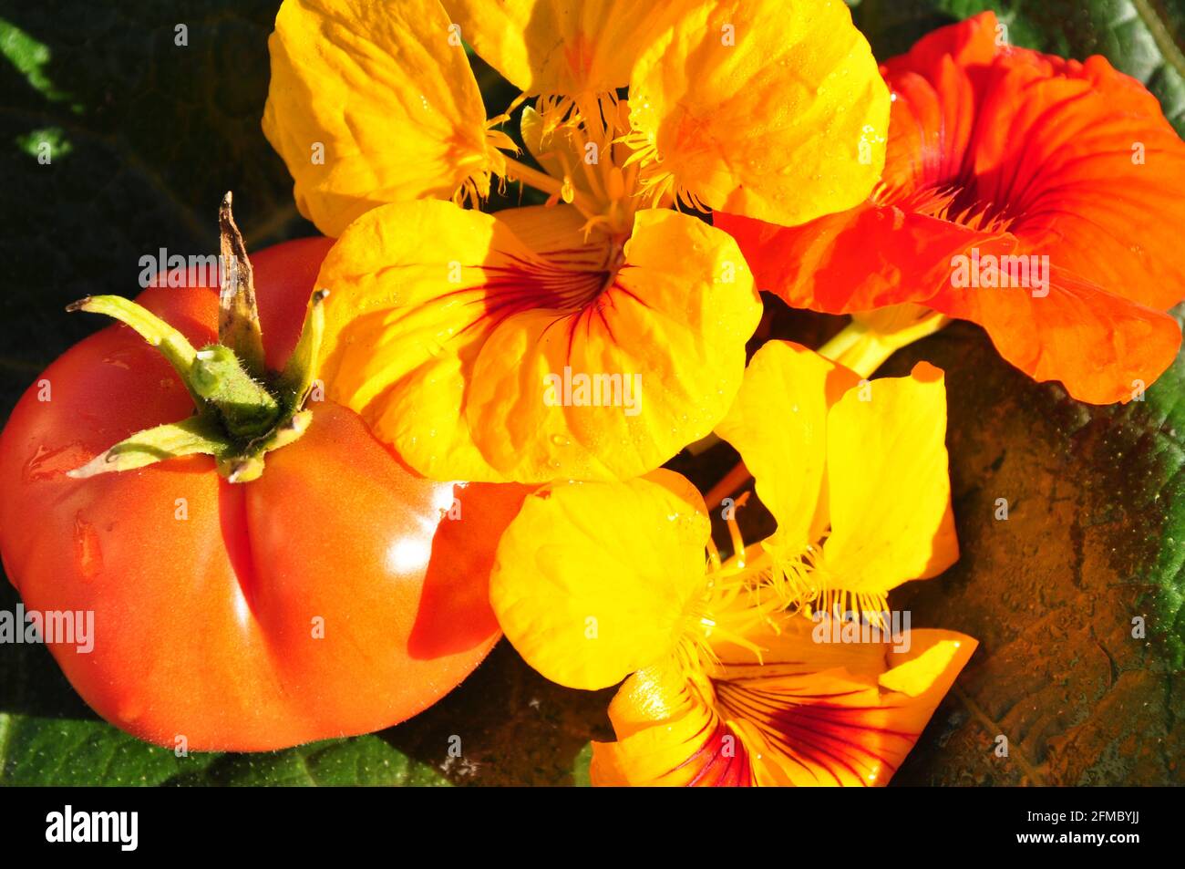 Tomate und Brunnenkresse im Licht der Herbstsonne. Stock Photo