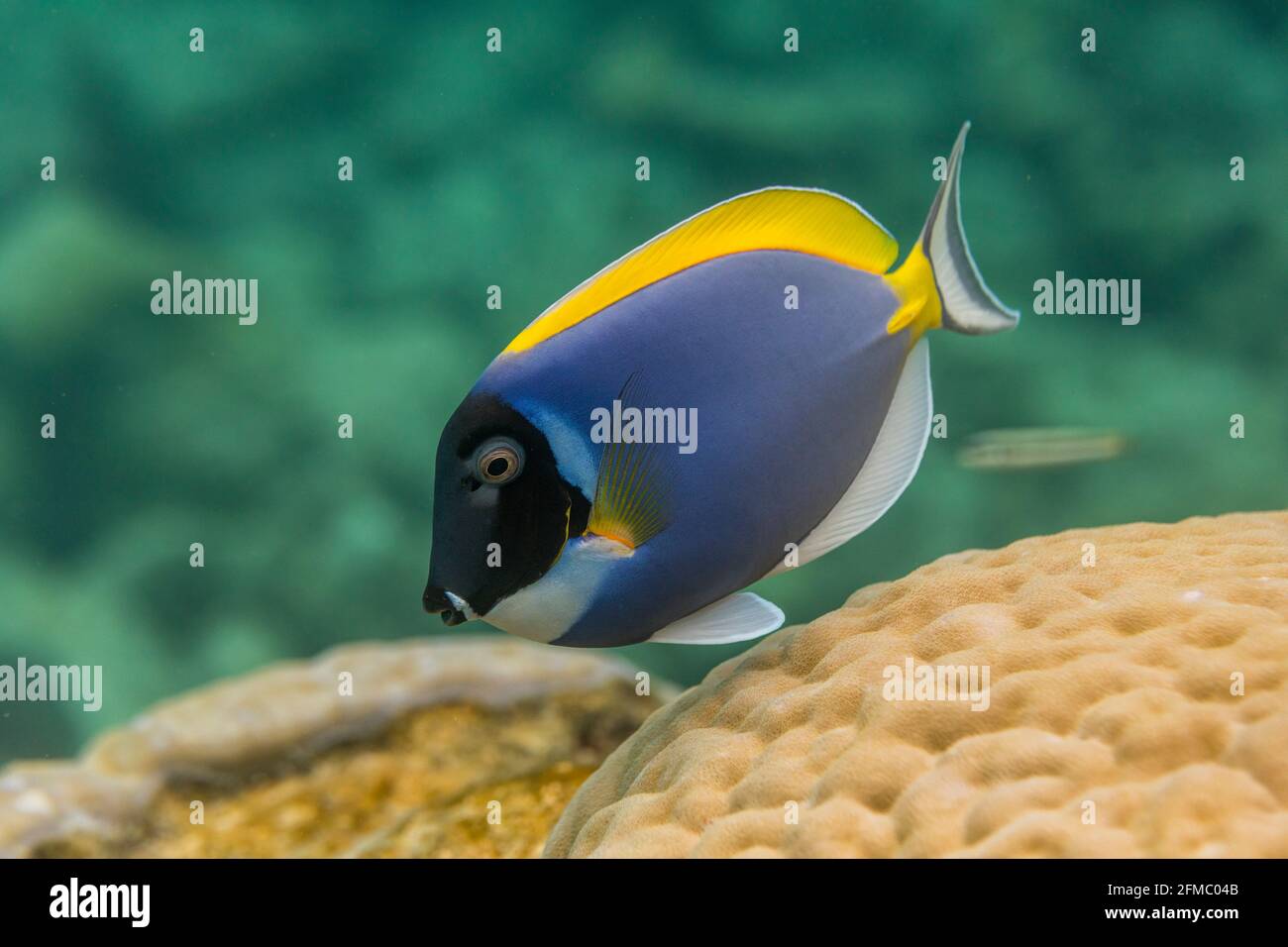 Powder Blue Surgeonfish; Acanthurus leucosternon; Maldives Stock Photo