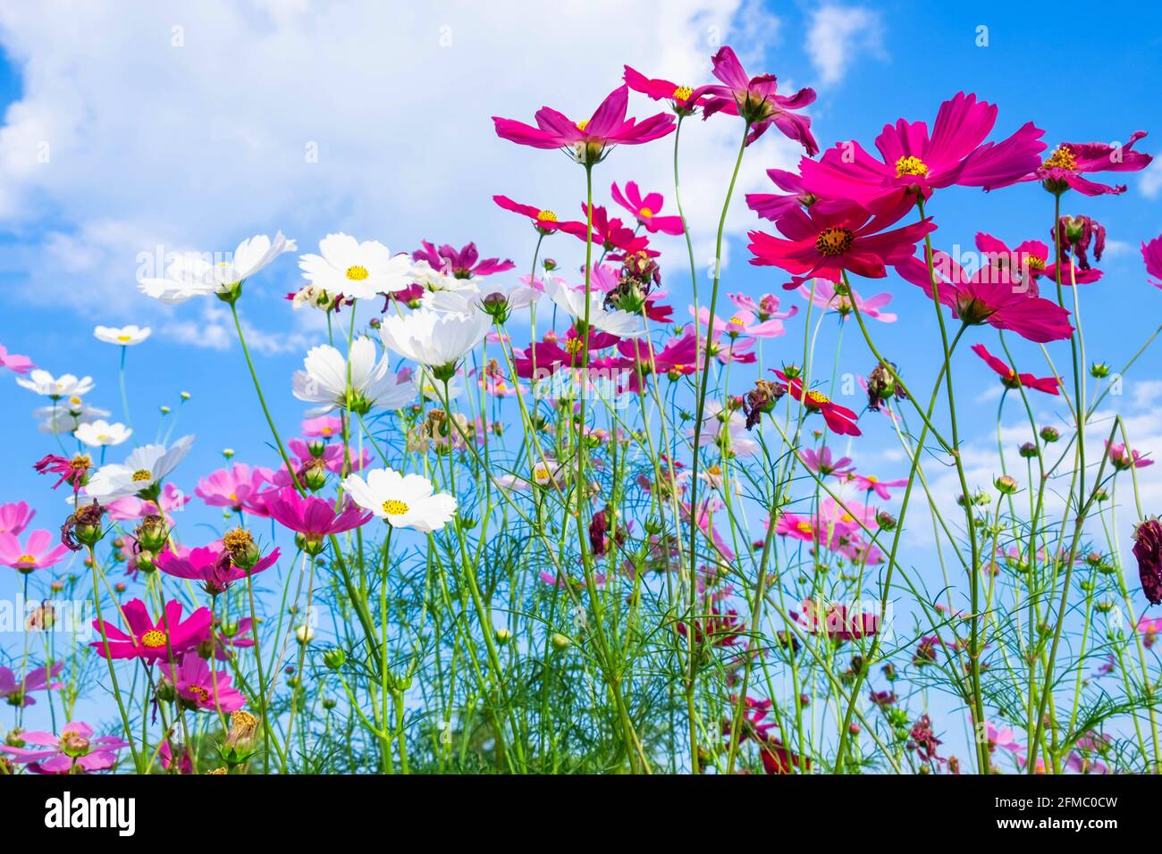 Cosmos flower background hi-res stock photography and images - Alamy