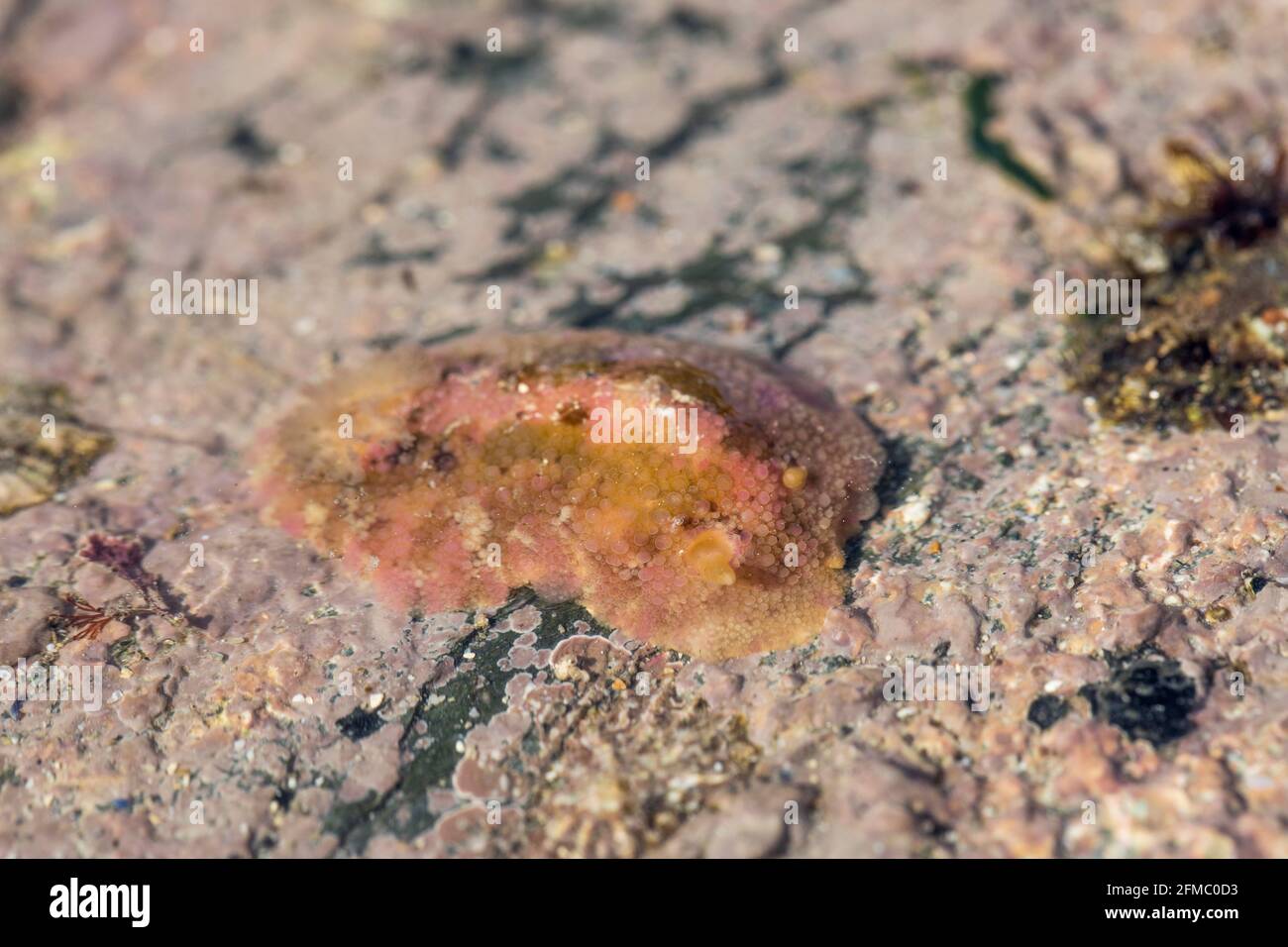 Sea Lemon; Archidoris pseudoargus; UK Stock Photo