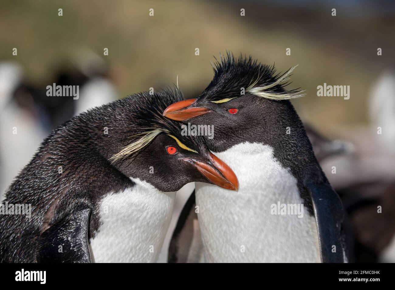 Southern Rockhopper Penguin; Eudyptes chrysocome; Pair; Falklands Stock Photo