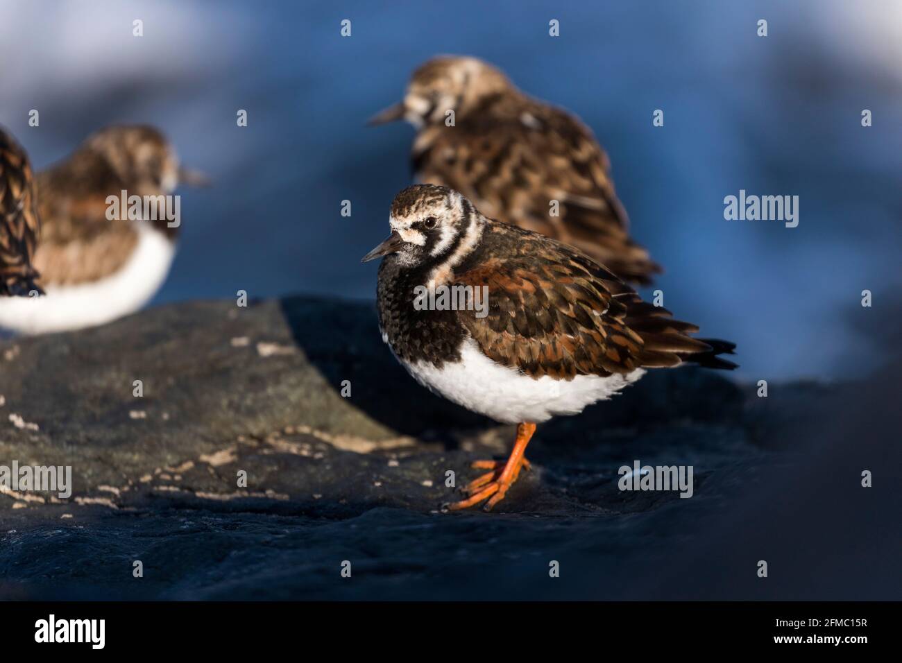 Turnstone; Arenaria interpres; Wader; UK Stock Photo