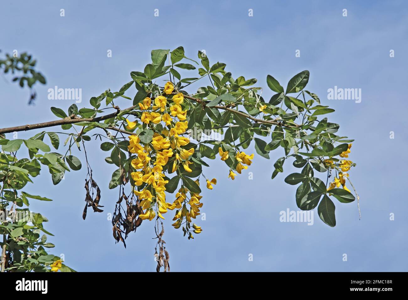 golden chain, common laburnum, branch with flowers and leaves in springtime Stock Photo