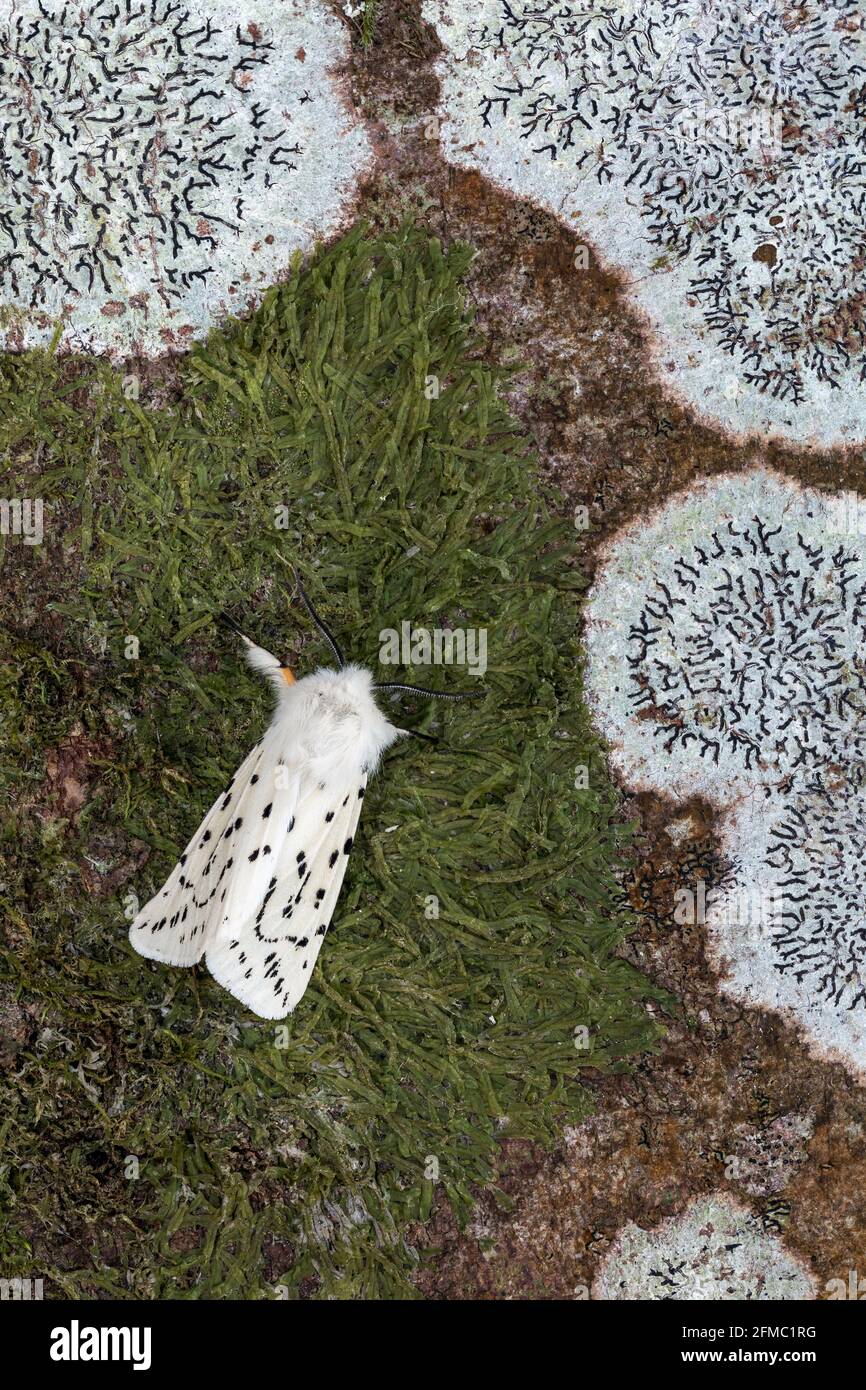 White Ermine Moth; Spilosoma lubricipeda; with Lichen; UK Stock Photo