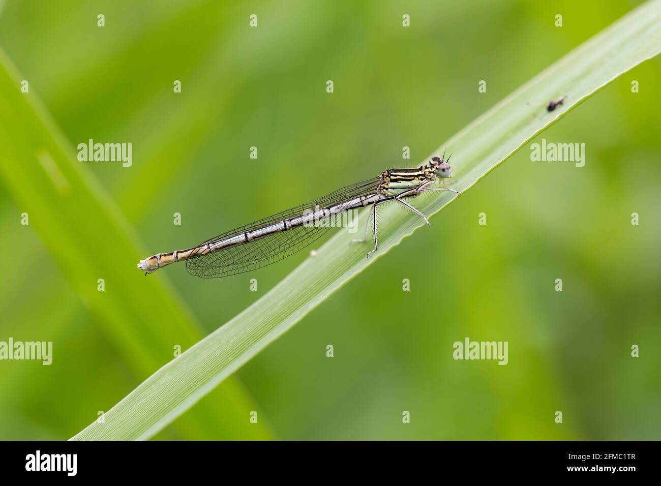 White Legged Damselfly; Platycnemis pennipes; UK Stock Photo