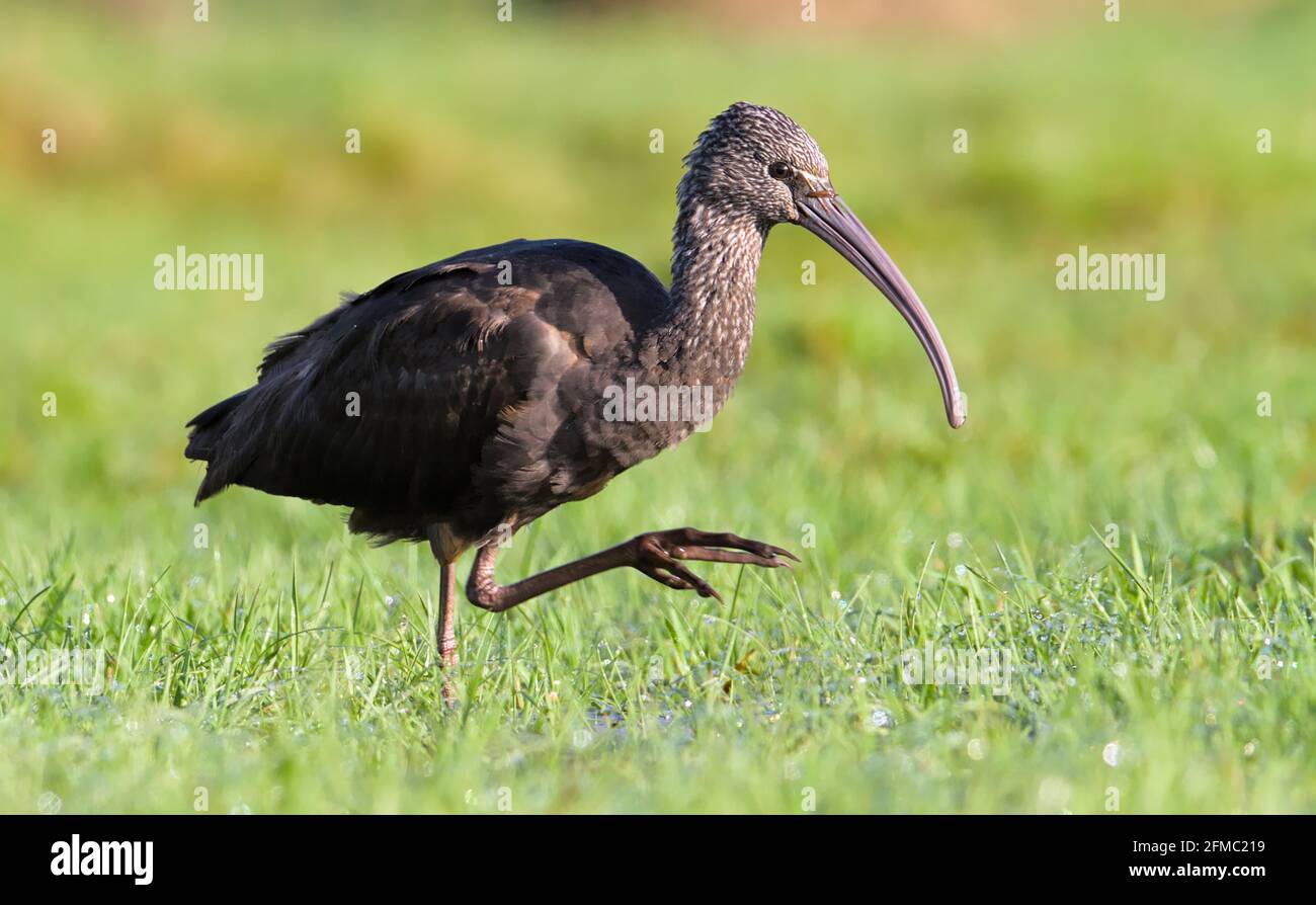 Side View Of A Glossy Ibis, Plegadis falcinellus, Walking Upright Through A Marsh. Stanpit Marsh Christchurch UK Stock Photo