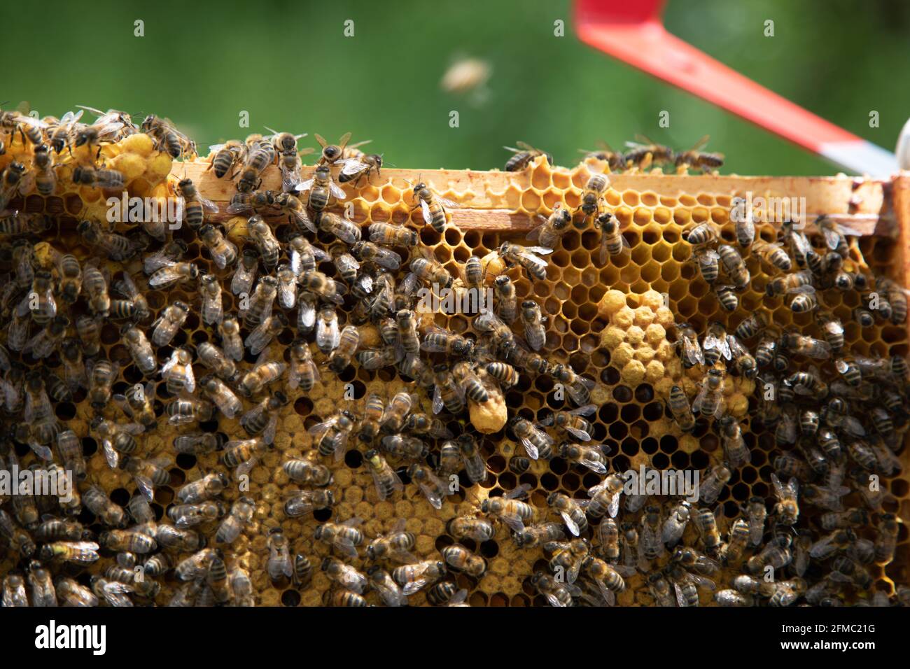 Brood frames from a bee hive being removed for inspection showing a queen cell, worker cells, drone cells and cells with grubs Stock Photo