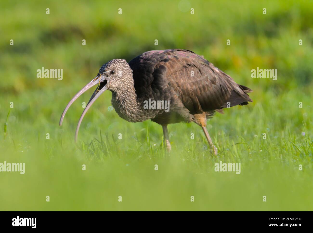 Side View Of A Glossy Ibis, Plegadis falcinellus, With Beak Open Feeding On A Grassy Marsh Showing Purple Green Tinge On The shoulder Feathers. Stanpi Stock Photo